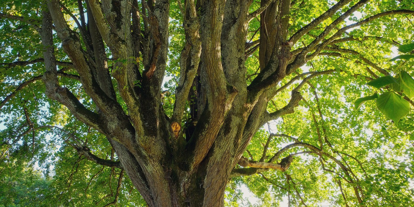 Vue en contre-plongée sur les branches d'un grand arbre élagué